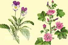 Plantes m�dicinales