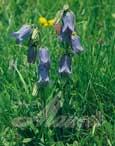 Campanule barb� (Campanula barbata) - 