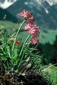 Primev�re farineuse (Primula farinosa) - 