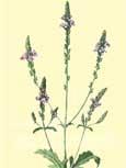 Verveine (Verbena officinalis) - Plante singuli�re qu�on ne peut pas confondre aux petites fleurs lilas-bleu astringent, f�brifuge, anti-spasmodique, diur�tique 
