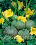 Courgette Ronde De Nice - Courgette en forme de boule. Plantes robustes, ne rampent pas. Culture et croissance comme les autres courgettes. Pour congeler 